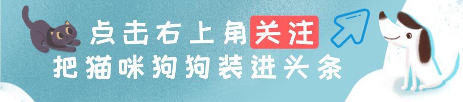 冰島唯一本土狗狗，卻一度慘遭滅絕，如今成為世界最稀有狗狗之一（冰島唯一本土狗狗）