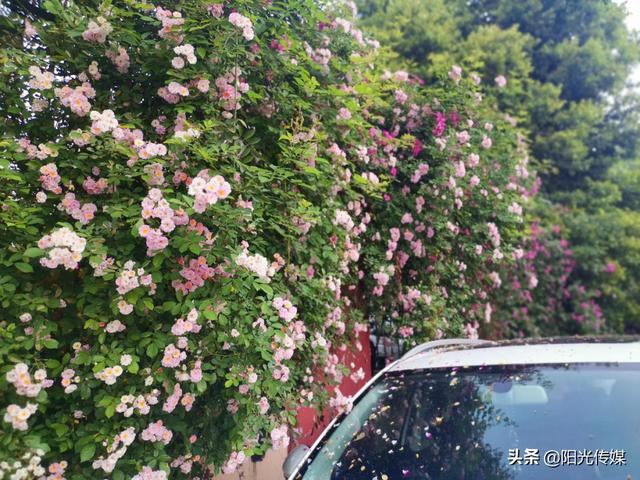 薔薇花開，暮春迎夏（薔薇花開暮春迎夏）(10)