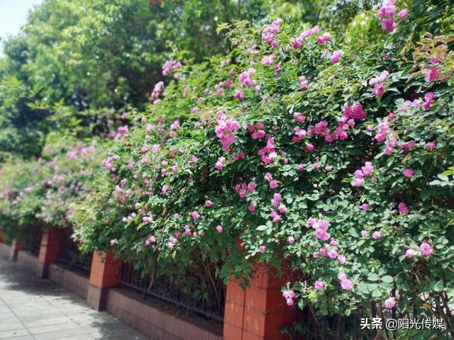 薔薇花開，暮春迎夏（薔薇花開暮春迎夏）(7)