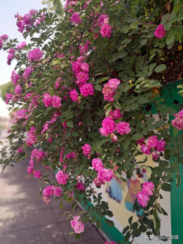 薔薇花開，暮春迎夏（薔薇花開暮春迎夏）(6)