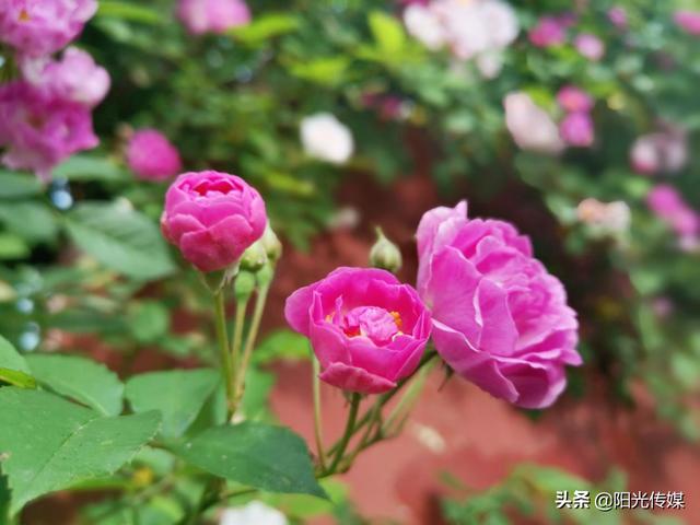 薔薇花開，暮春迎夏（薔薇花開暮春迎夏）(9)