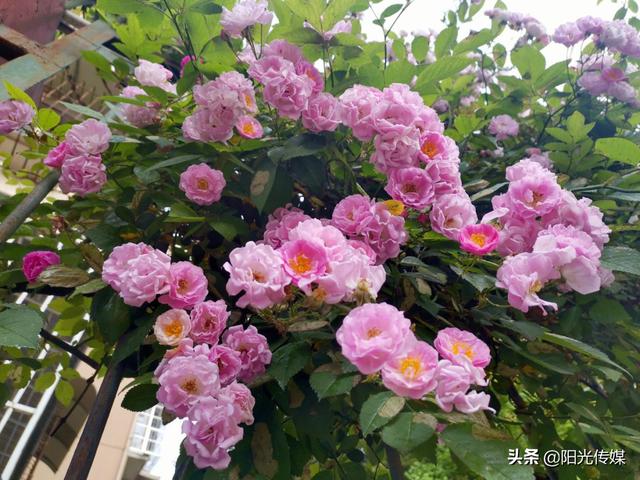 薔薇花開，暮春迎夏（薔薇花開暮春迎夏）(13)