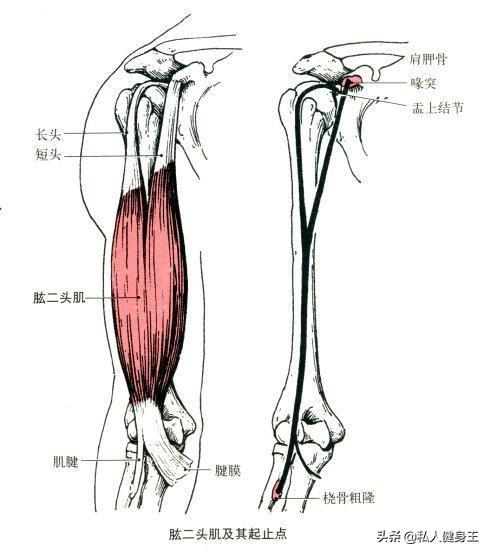 手臂訓(xùn)練計劃，六個訓(xùn)練動作，帶你練出麒麟臂，增肌人群必備（手臂訓(xùn)練計劃六個訓(xùn)練動作）(4)