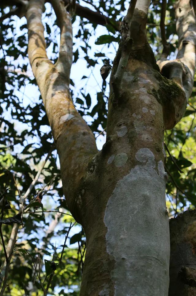 喝茶十年，跟大家說說我心中的一款好茶（跟大家說說我心中的一款好茶）(3)