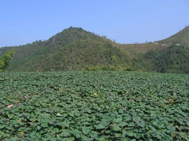 味道研究所 | 橘黃變棕紅 這口Q糯甜香深深烙印在你心間（味道研究所橘黃變棕紅）(11)