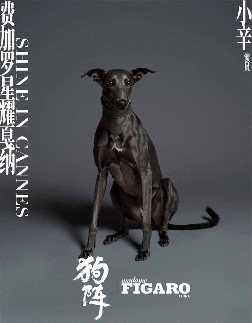 彭于晏愛犬入圍“狗狗金棕櫚” 前任獲獎(jiǎng)?wù)呤敲肺?/><span style=